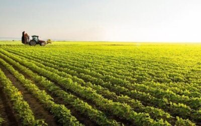 Família possuir mais de uma propriedade rural não afasta impenhorabilidade